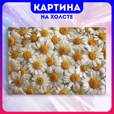 Открытки с днем рождения с ромашками: 38 штук