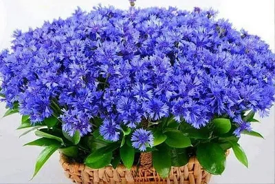 Красивый букет васильков и ромашки в корзине на синем фоне стоковое фото  ©belchonock 26686343