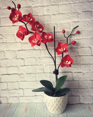 Красная орхидея фото фотографии