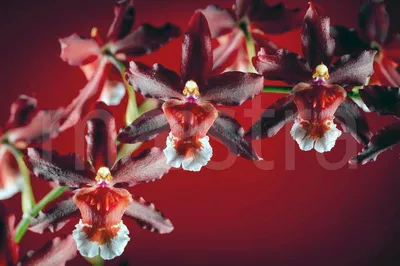 Красная орхидея (искусственная) | Gallery
