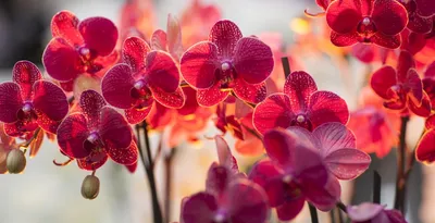 Красная орхидея из бисера | Beaded flowers, French beaded flowers, Red  flowers