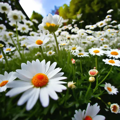 Красная ромашка \"Монстроса\" - – Garden Seeds Market | Бесплатная доставка