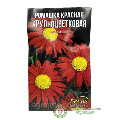 Хризантема корейская Красная ромашка купить, отзывы, фото, доставка -  Совместные покупки в Калининграде и области