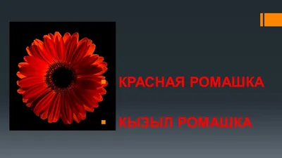 Цветок красной ромашки, Букет цветов Трансваальская ромашка Красная  обыкновенная ромашка, Гербера, оранжевый, искусственный цветок, цвет png |  PNGWing