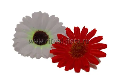 Ромашка Робинсона красная - купить семена в Украине дешево | Florium.ua