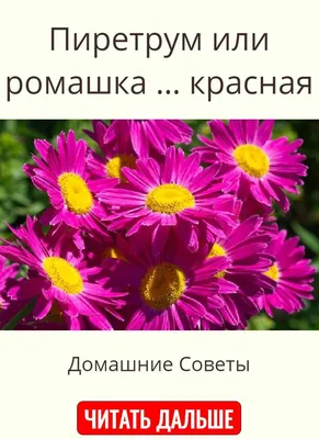 Красная ромашка цветок (94 фото) »