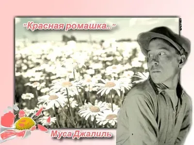 красная ромашка | ДОМ, САД, ОГОРОД, КРАСИВЕЙШИЙ ЦВЕТНИК