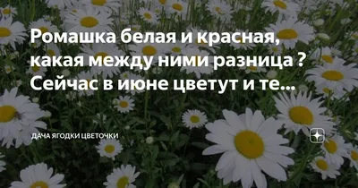 Красная ромашка - 75 фото