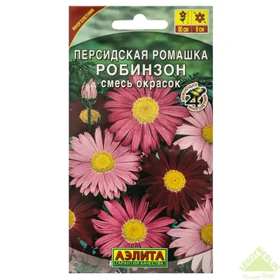 красная ромашка срезанный цветок красная весна Фото Фон И картинка для  бесплатной загрузки - Pngtree
