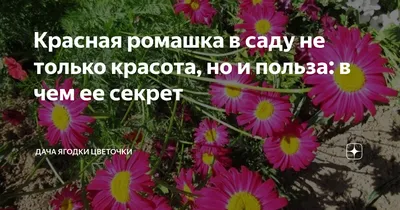 Красная ромашка цветок - 78 фото