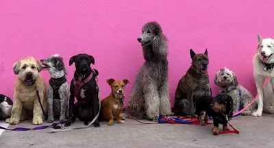 Красная волчанка у собак: фото, что за болезнь, симптомы и лечение