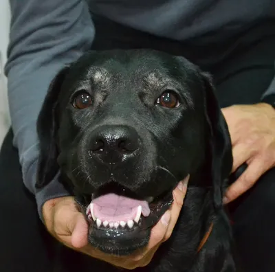 Лечение собак | Центр регенеративной ветеринарной медицины
