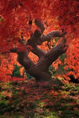 Красное дерево фотографии