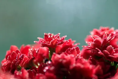 Краснуха Цветок Красный - Бесплатное фото на Pixabay - Pixabay