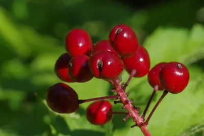 Красные лесные ягоды фото фотографии