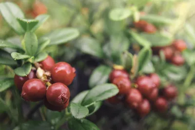Красные ягоды леса в тундре на предпосылке мха Стоковое Фото - изображение  насчитывающей цвет, пук: 130287494