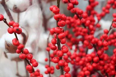 Фото куст рябины ярко красные ягоды…» — создано в Шедевруме
