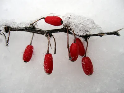 100 шт., декоративные красные ягоды для венка | AliExpress