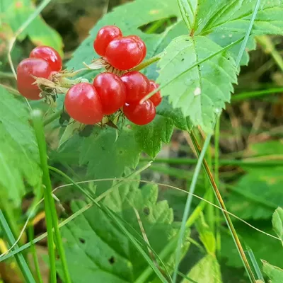 Купить Ягоды 'Berry' красные оптом по цене 233.00 грн./уп. с доставкою по  Киеву, Одессе, Украине | Belany.UA