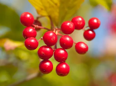 Виды ягод — 30 самых полезных и опасных с фото