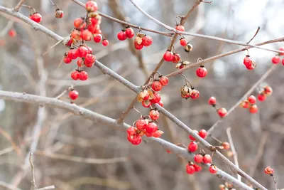 Красные ягоды, зеленые листья, капельки дождя | Red peppercorn, Fruit, Red