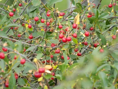 Что собирать в лесу. ТОП-9 лесных ягод | Журнал ЛПХ Экоферма | Дзен