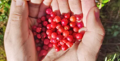 Букетик с красными ягодами | Купить искусственные ягоды в интернет-магазине  Domovitto