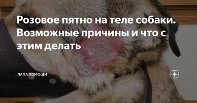 Уши мопса: что делать, если мопс чешет уши, как чистить и лечить