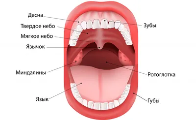 Прыщ на языке: виды, цвет прыща, на корне языка, на кончике языка, под  языком