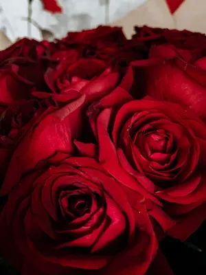 151 руб - Купить красные розы в Санкт-Петербурге. Эквадор 60см.