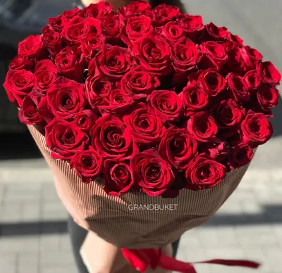 aesthetic dark red roses | Красные розы, Розы, Рисунки роз