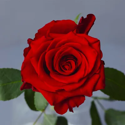 Букет из 25 красных роз - купить в Москве по цене 1890 р - Magic Flower
