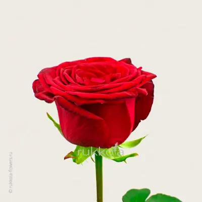 Почему красные розы так популярны? — блог магазина Flower Shop