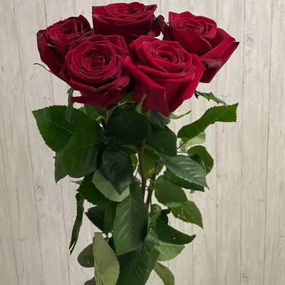 Красные розы 40 см премиум купить с доставкой по цене 2449 ₽ в Нижнем  Новгороде | Букеты от База Цветов 24