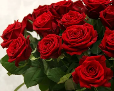 Белые и красные розы в коробке (M) 43-47 роз - купить в интернет-магазине  Rosa Grand