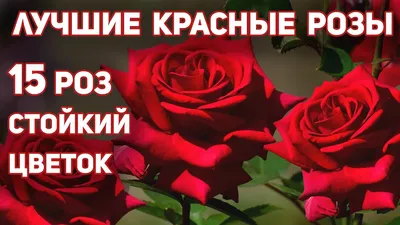 Лучшие сорта роз для срезки ✂️ 🌹 | ВКонтакте