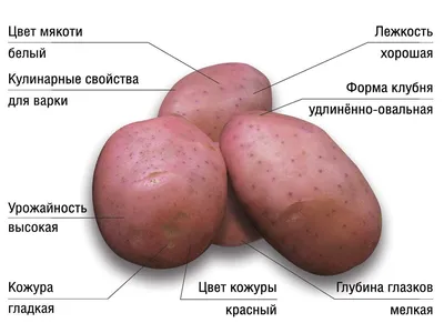 Лучшие сорта картофеля для выращивания в Беларуси: описание, фото сортов  картофеля