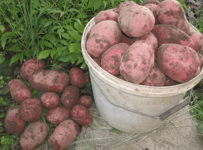 Файл:Solanum tuberosum Rosalind20100329 02.jpg — Википедия