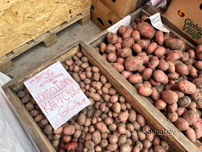Сорта картофеля с красной кожурой и желтой мякотью