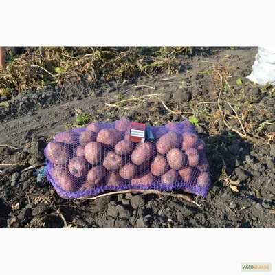 Лучшие сорта картофеля для пюре - Agro-Market