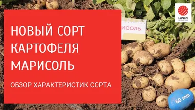 В Башкирии селекционеры вывели новые сорта картофеля