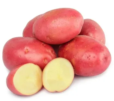 семена картофеля из коллекции Гусева - mydobro seeds