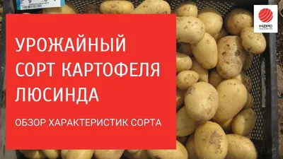 Описание лучших сортов картофеля