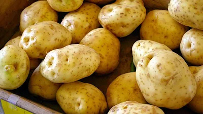 Ранние сорта картофеля - РЕСПУБЛИКАНСКОЕ УНИТАРНОЕ ПРЕДПРИЯТИЕ  «НАУЧНО-ПРАКТИЧЕСКИЙ ЦЕНТР НАЦИОНАЛЬНОЙ АКАДЕМИИ НАУК БЕЛАРУСИ ПО  КАРТОФЕЛЕВОДСТВУ И ПЛОДООВОЩЕВОДСТВУ»