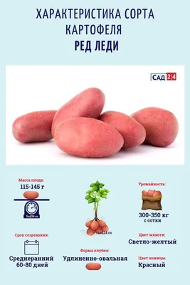 Покупайте голландские сорта картофеля с доставкой