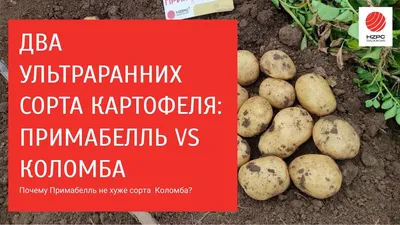 Восемь самых лучших сортов картофеля - 03.05.2022, Sputnik Беларусь