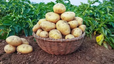 Самые ранние и вкусные сорта картофеля - до 500 кг с сотки, живучие, мечта  дачников