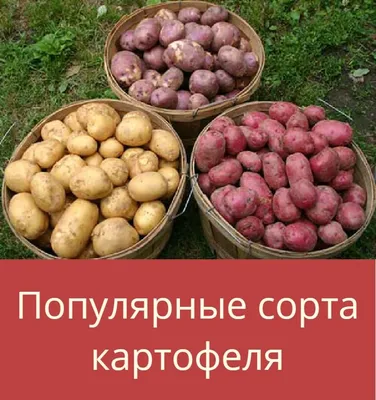 ВЕКТАР (РБ) - klon.by