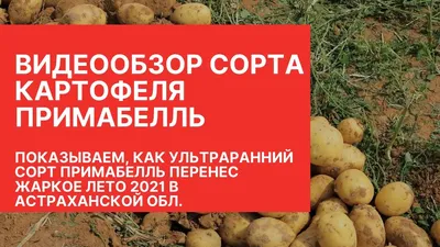В Салехарде вырастили первые арктические сорта картофеля | «Красный Север»