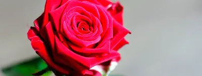 Купить кустовые розы в Краснодаре - заказать композиции и букеты из  мелкоцветных кустовых роз недорого с доставкой.